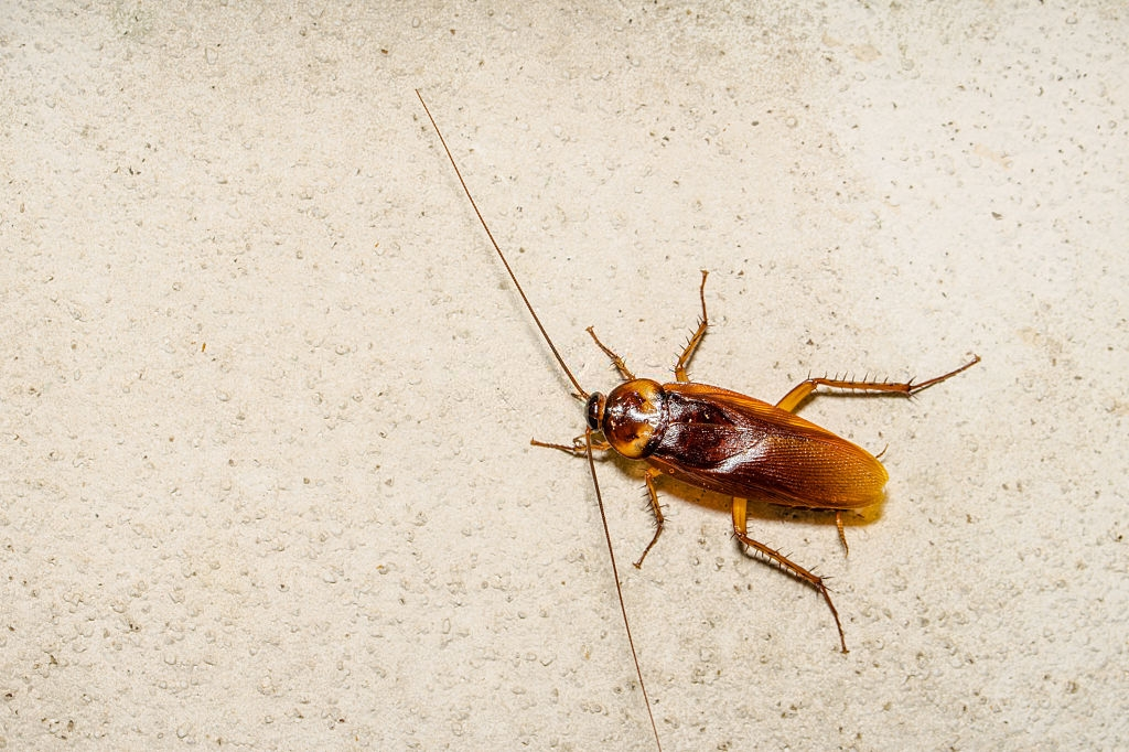 Cockroach Control, Pest Control in Walworth, SE17. Call Now 020 8166 9746