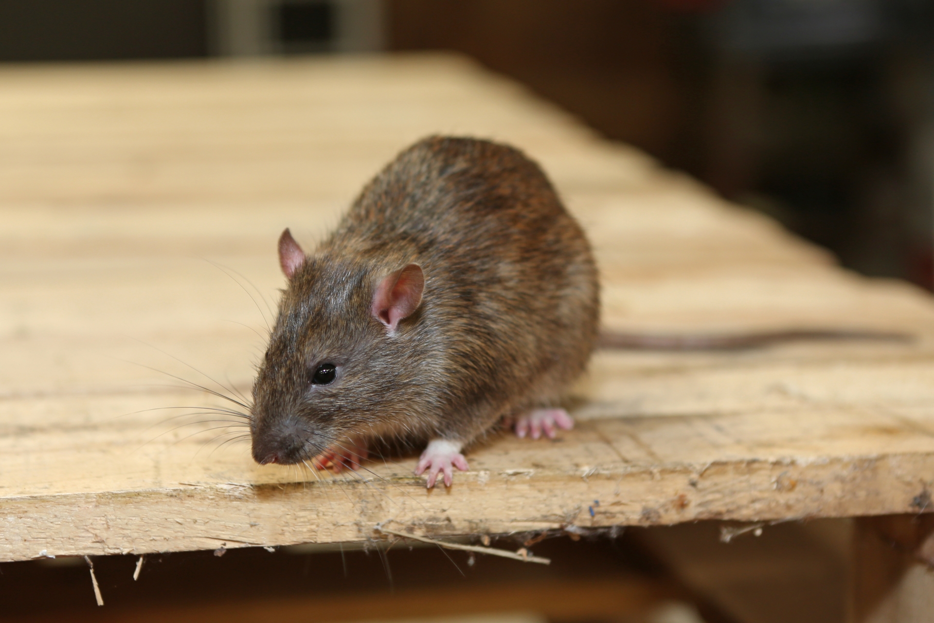 Rat Infestation, Pest Control in Walworth, SE17. Call Now 020 8166 9746