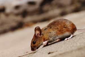 Mouse extermination, Pest Control in Walworth, SE17. Call Now 020 8166 9746