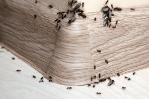Ant Control, Pest Control in Walworth, SE17. Call Now 020 8166 9746
