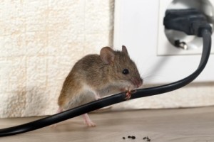 Mice Control, Pest Control in Walworth, SE17. Call Now 020 8166 9746