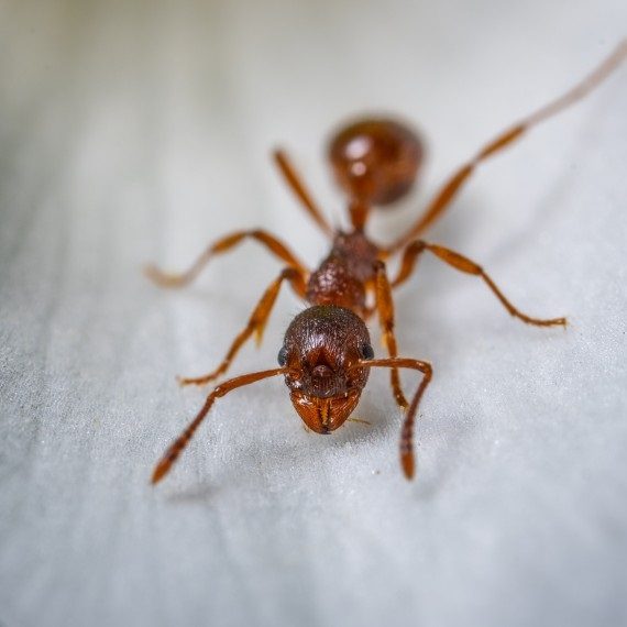 Field Ants, Pest Control in Walworth, SE17. Call Now! 020 8166 9746