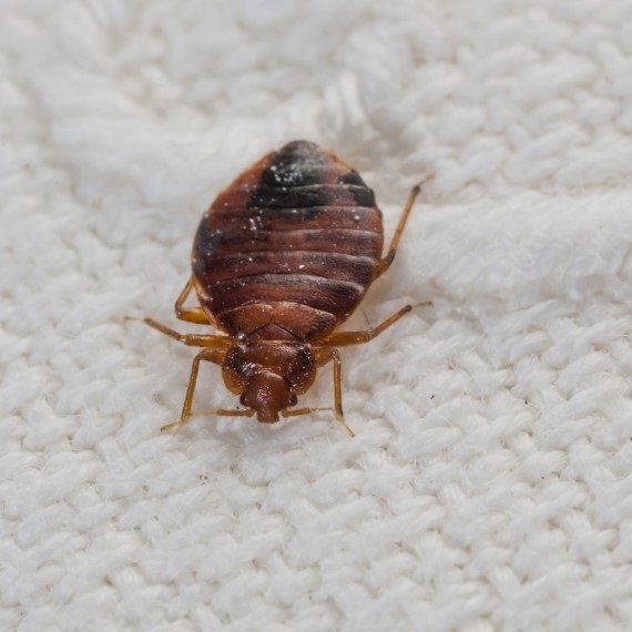 Bed Bugs, Pest Control in Walworth, SE17. Call Now! 020 8166 9746