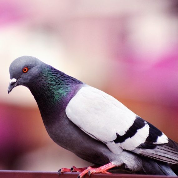 Birds, Pest Control in Walworth, SE17. Call Now! 020 8166 9746