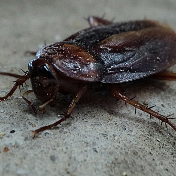 Cockroaches, Pest Control in Walworth, SE17. Call Now! 020 8166 9746