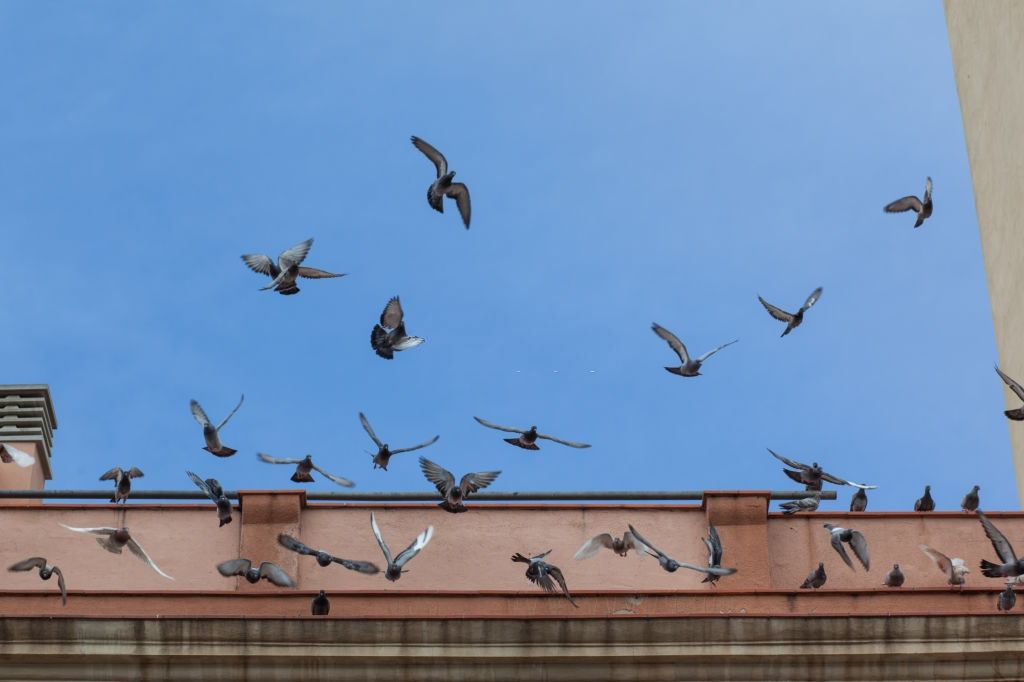 Pigeon Pest, Pest Control in Walworth, SE17. Call Now 020 8166 9746