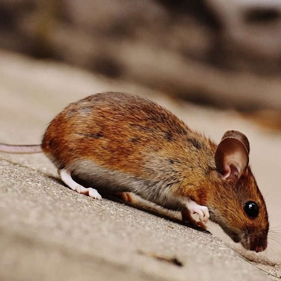 Mice, Pest Control in Walworth, SE17. Call Now! 020 8166 9746