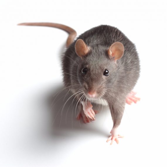 Rats, Pest Control in Walworth, SE17. Call Now! 020 8166 9746