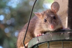 Rat extermination, Pest Control in Walworth, SE17. Call Now 020 8166 9746
