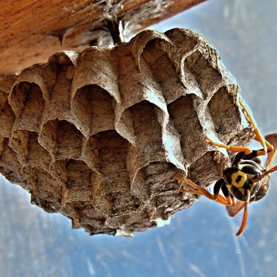 Wasps Nest, Pest Control in Walworth, SE17. Call Now! 020 8166 9746
